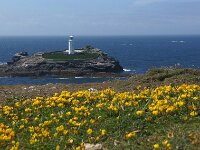 GB, Cornwall, Hayle, Godrevy Island 2, Saxifraga-Foto Fitis-Sytske Dijksen