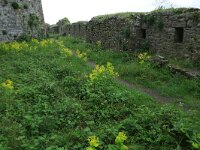 AL, Shkoder, Shkoder 71, Saxifraga-Hans Boll