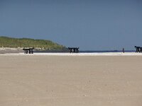 NL, Noord-Holland, Texel, De Hors 124, Saxifraga-Foto Fitis-Sytske Dijksen