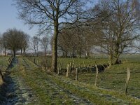 B, Antwerpen, Merksplas, Koekhoven  11, Saxifraga-Willem van Kruijsbergen