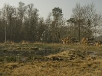 B, Antwerpen, Merksplas, Wortel-Kolonie 8, Saxifraga-Marijke Verhagen