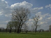 B, Antwerpen, Rijkevorsel, Bolkse Brug 3, Saxifraga-Willem van Kruijsbergen