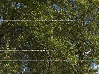 B, Limburg, Kinrooi, Zuurbeekvallei 13, Saxifraga-Jan van der Straaten