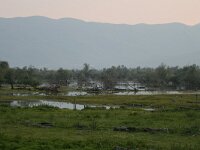GR, Kentrikí Makedhonía, Sindiki, Limni Kerkini 50, Saxifraga-Ditk Hilbers