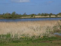 NL, Gelderland, Zaltbommel, Breemwaard 19, Saxifraga-Hans Boll