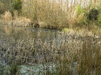 B, Limburg, Peer, Blijlever 7, Saxifraga-Jan van der Straaten