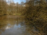 B, Limburg, Peer, Eikelbos 11, Saxifraga-Jan van der Straaten