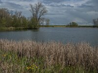 NL, Noord-Brabant, Heusden, Haarsteegse Wiel 24, Saxifraga-Jan van der Straaten