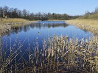 NL, Noord-Brabant, Valkenswaard, Visvijvers in Landgoed Valkenhorst 13, Saxifraga-Tom Heijnen