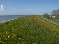 NL, Noord-Holland, Texel, Oudeschild 3, Saxifraga-Willem van Kruijsbergen