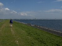 NL, Zeeland, Schouwen-Duivenland, Zuidhoek 4, Saxifraga-Jan van der Straaten