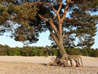 NL, Utrecht, Soest, Soesterduinen 4, Saxifraga-Tom Heijnen