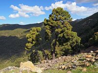 E, Malaga, Ronda, Sierra de las Nievas 1, Saxifraga-Hans Dekker