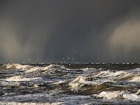 NL, Noord-Holland, Snow showers, Texel 118, Saxifraga-Foto Fitis-Sytske Dijksen