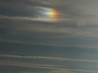 NL, Noord-Holland, Texel, Parhelion, Den Hoorn 21, Saxifraga-Foto Fitis-Sytske Dijksen