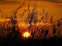 NL, Noord-Holland, Texel, Sunset, Bollekamer 61, Saxifraga-Foto Fitis-Sytske Dijksen