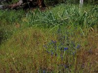 AL, Fier, Lushnje 18, Saxifraga-Hans Boll