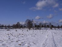 B, Liege, Eupen, Im Platten Venn 122, Saxifraga-Jan van der Straaten