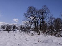 B, Liege, Eupen, Im Platten Venn 123, Saxifraga-Jan van der Straaten