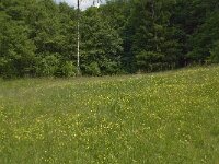 B, Liege, Kelmis 9, Saxifraga-Willem van Kruijsbergen