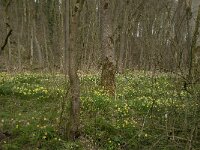 B, Liege, Kelmis, Eyneburg 28, Saxifraga-Willem van Kruijsbergen