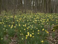B, Liege, Kelmis, Eyneburg 33, Saxifraga-Willem van Kruijsbergen