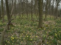 B, Liege, Kelmis, Eyneburg 35, Saxifraga-Willem van Kruijsbergen