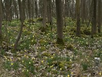 B, Liege, Kelmis, Eyneburg 37, Saxifraga-Willem van Kruijsbergen