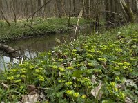 B, Liege, Kelmis, Hohn 10, Saxifraga-Willem van Kruijsbergen