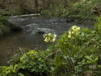 B, Liege, Kelmis, Hohn 9, Saxifraga-Willem van Kruijsbergen