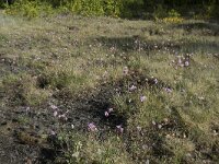 B, Liege, Plombieres 29, Saxifraga-Willem van Kruijsbergen