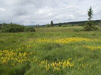B, Liege, Waimes, Le Poleur 12, Saxifraga-Willem van Kruijsbergen