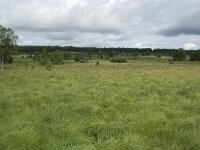 B, Liege, Waimes, Le Poleur 17, Saxifraga-Willem van Kruijsbergen