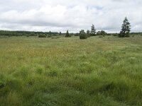 B, Liege, Waimes, Le Poleur 19, Saxifraga-Willem van Kruijsbergen