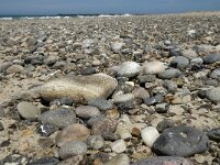 DK, Nordjylland, Thisted, Norre Vorupor West 2, Saxifraga-Jan van der Straaten