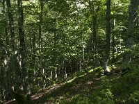 F, Ariege, Couflens, Bois de la Baume 2, Saxifraga-Willem van Kruijsbergen