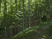 F, Ariege, Couflens, Bois de la Baume 7, Saxifraga-Willem van Kruijsbergen
