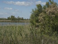 F, Bouches-du-Rhone, Saintes Maries de la Mer, Etang de Vaccares 1, Saxifraga-Marijke Verhagen