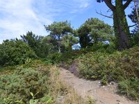 F, Cotes d'Armor, Paimpol, Pointe de Guilben 2, Saxifraga-Theo Verstrael