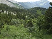 F, Isere, Gresse-en-Vercors, Col de l Aupet 11, Saxifraga-Willem van Kruijsbergen
