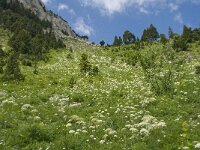 F, Isere, Gresse-en-Vercors, Col de l Aupet 16, Saxifraga-Willem van Kruijsbergen