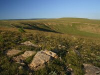 F, Lozere, Les Bondons 38, Saxifraga-Dirk Hilbers