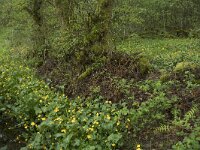 F, Nievre, Brassy, Montour 81, Saxifraga-Willem van Kruijsbergen