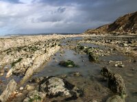 F, Pas-de-Calais, Audinghen, Cap Gris Nez 13, Saxifraga-Foto Fitis-Sytske Dijksen