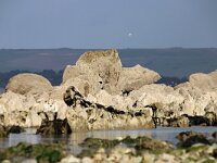 F, Pas-de-Calais, Audinghen, Cap Gris Nez 15, Saxifraga-Foto Fitis-Sytske Dijksen