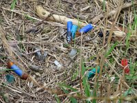 F, Pas-de-Calais, Wissant 21, Saxifraga-Foto Fitis-Sytske Dijksen