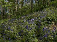 F, Seine-Maritime, Etretat, Valleuse d Antifer 35, Saxifraga-Willem van Kruijsbergen