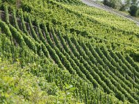 D, Rheinland-Pfalz, Wintrich 2, Saxifraga-Foto Fitis-Sytske Dijksen