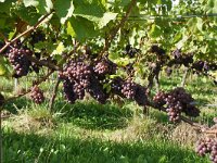 D, Rheinland-Pfalz, Wintrich 3, Saxifraga-Foto Fitis-Sytske Dijksen