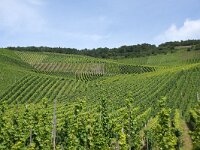 D, Rheinland-Pfalz, Wintrich 8, Saxifraga-Foto Fitis-Sytske Dijksen